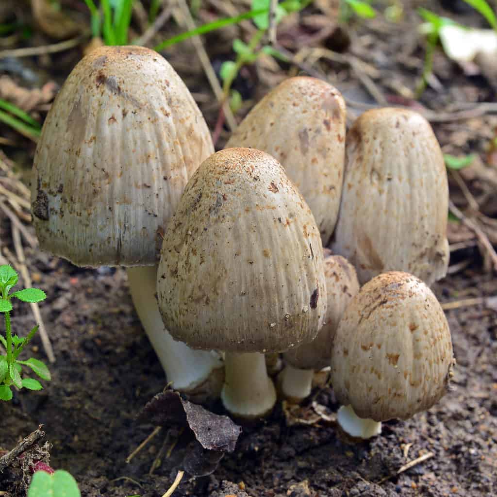 Coprinopsis atramentaria mushrooms growing in a cluster