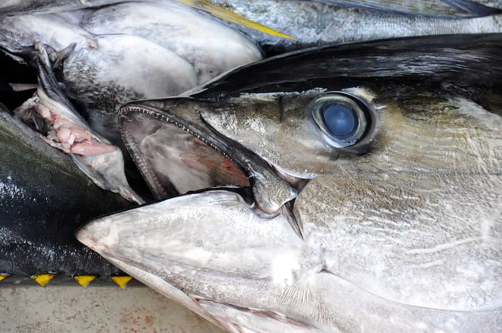 Close-Up to Tuna's Mouth