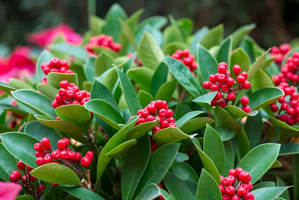 Close-up detail of multiple clusters of Red Dahoon Holly (Ilex cassine) fruits and leaves during Christmas from a side perspective, Singapore. Travel and holidays concept.