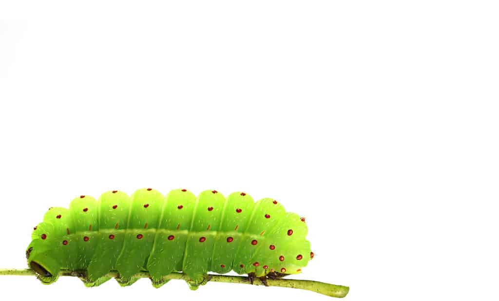 a bright green luna moth caterpillar against white isolate. The caterpillar is segmented with evenly spaced grange dots on each segment. The caterpillar is on a twig.