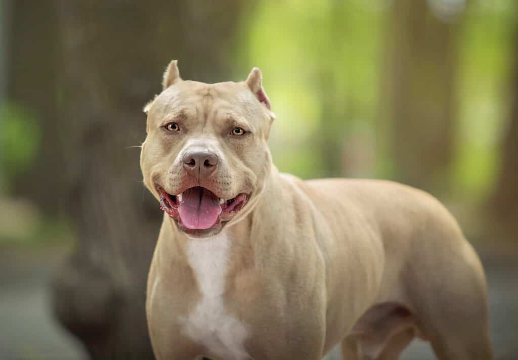 black cur pit bull mix