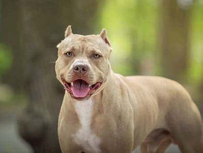 A Discover the 8 Largest Pit Bull Breeds and How They Grew So Large