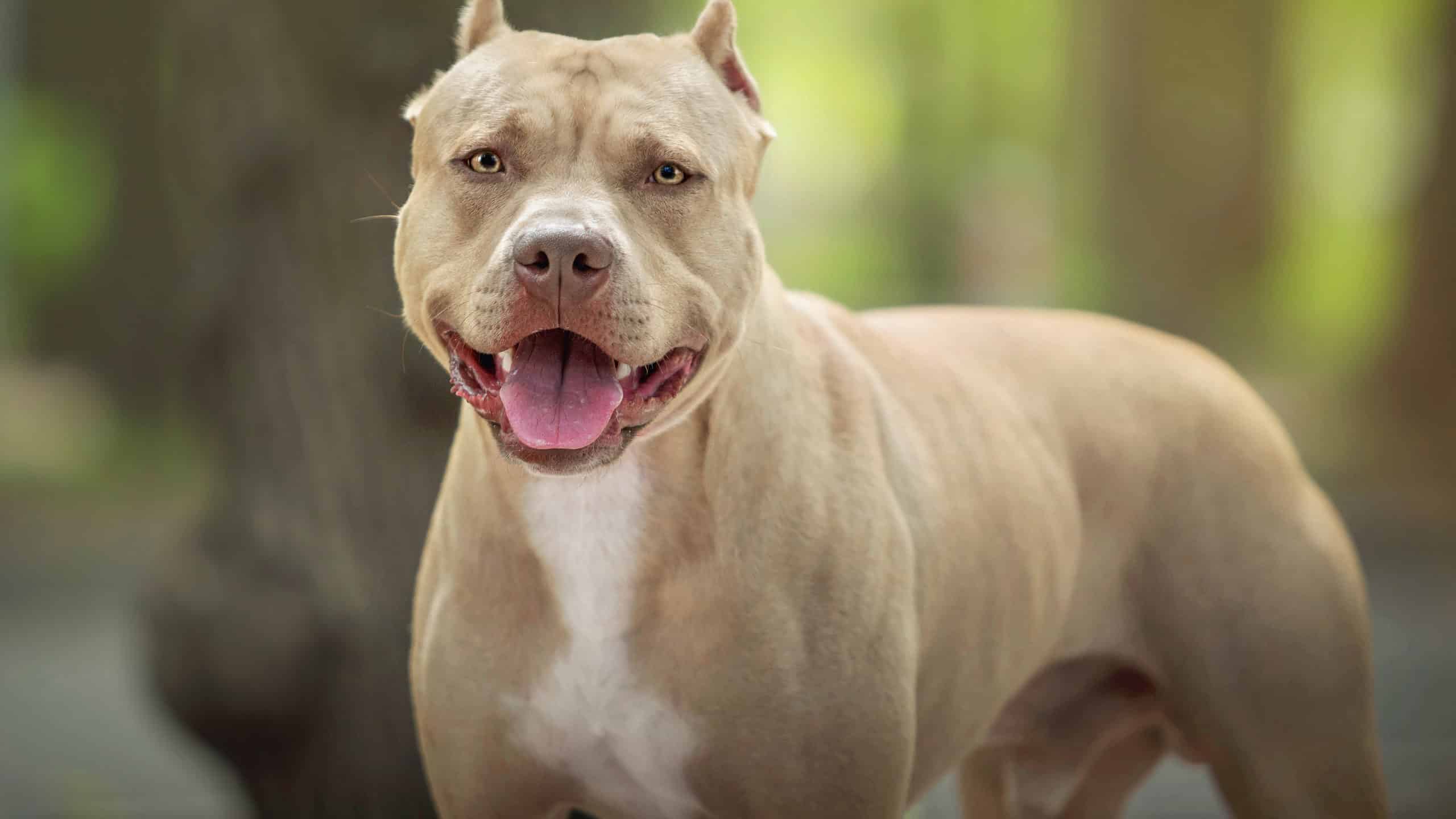 Pitbull Dogs Wallpapers 45 Images 40 Largest Big Dog Breeds For Any