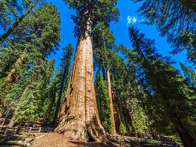 A The Largest Sequoia Tree in the World
