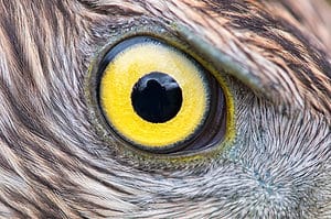 Animal Eye Colors: Discover the Rarest to Most Common photo