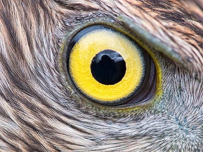 A Animal Eye Colors: Discover the Rarest to Most Common