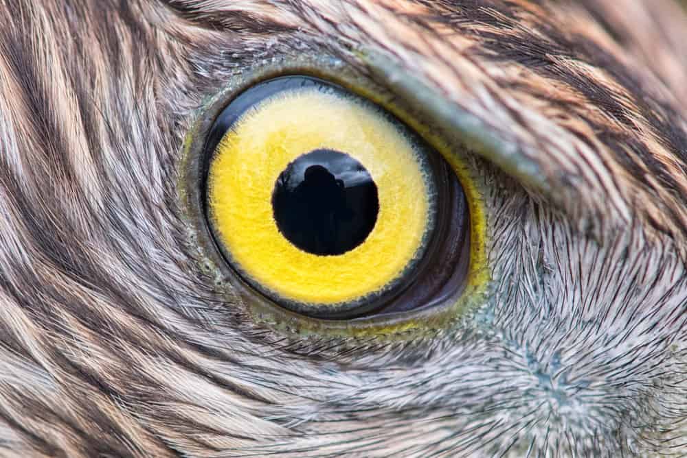 Animal Eyes