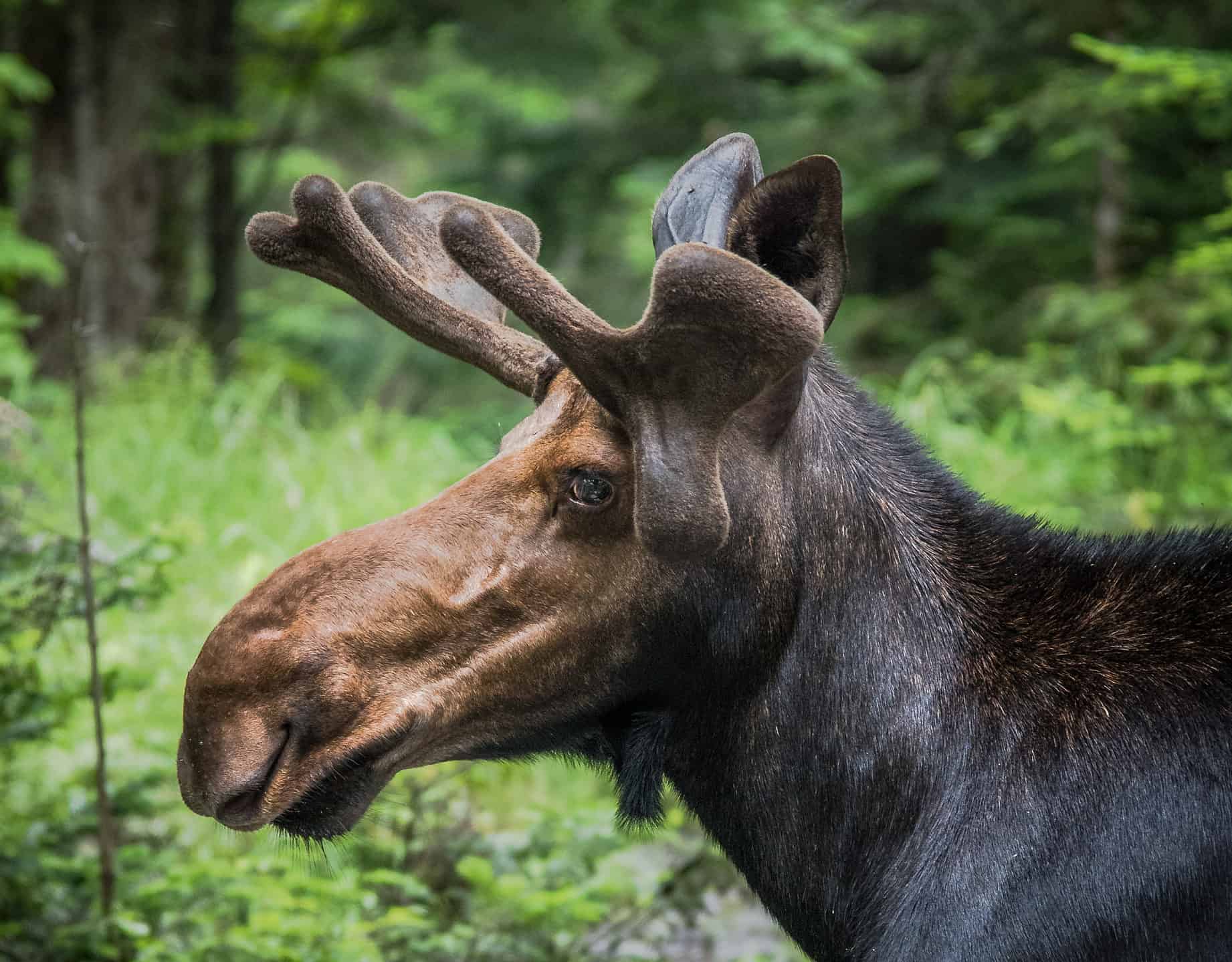 Discover the Snowiest Place in New Hampshire