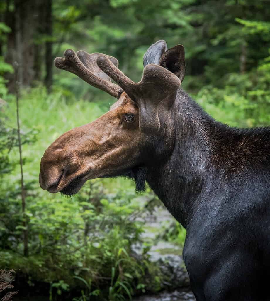 Moose close up