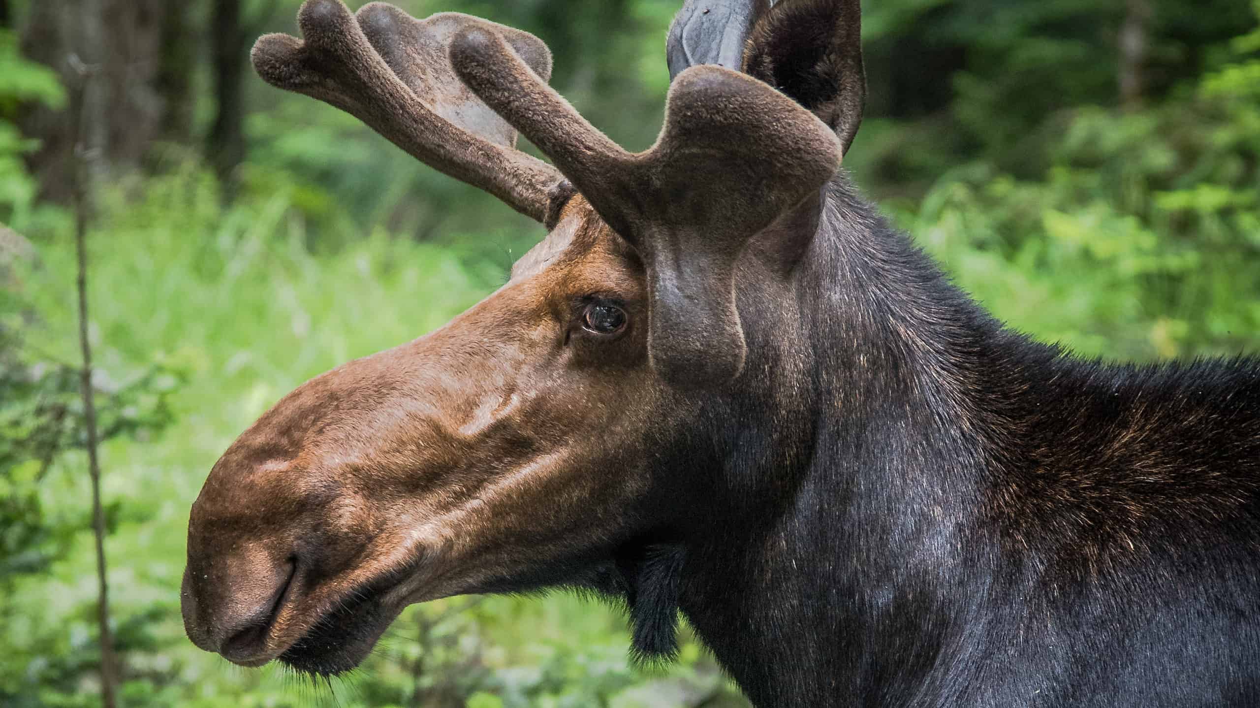 Moose close up