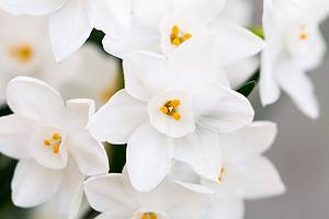 Narcissus Flowers: Meaning, Symbolism, and Proper Occasions Picture