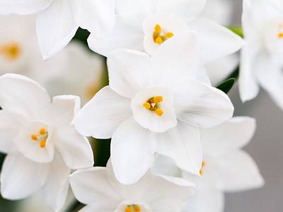 A Narcissus Flowers: Meaning, Symbolism, and Proper Occasions