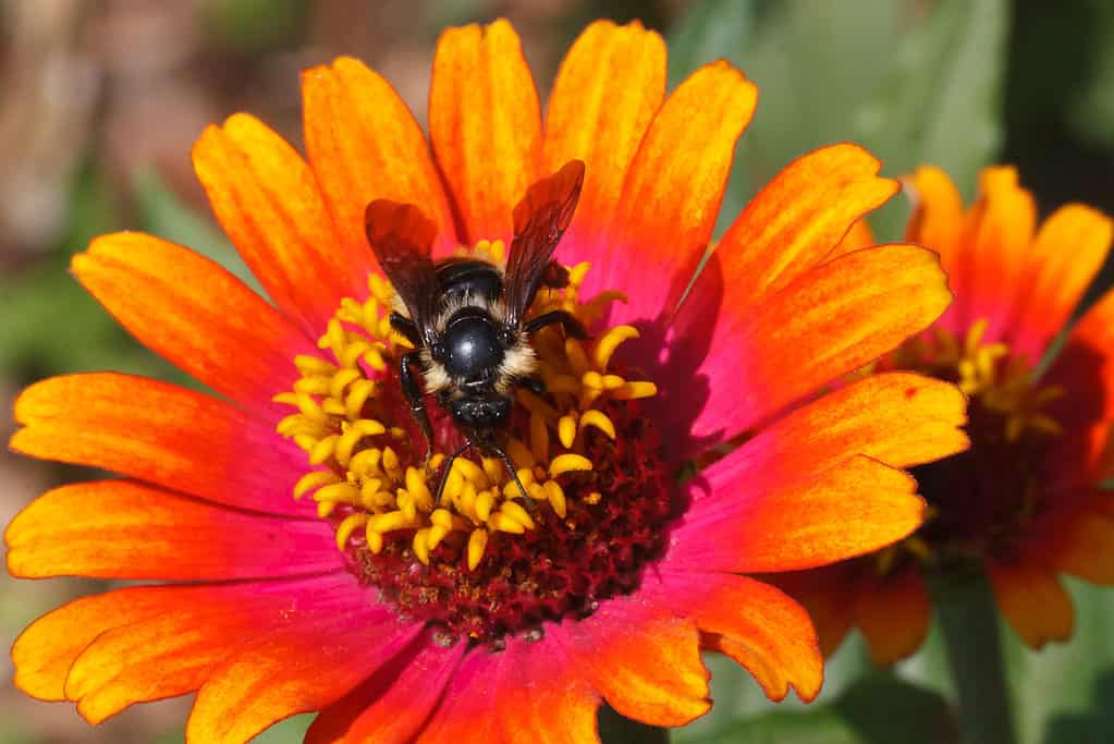Lemon cuckoo bumblebee on a zinnia that appears to be airbrushed. The flower is yellow on the ends of its petals followed by orange and then pink toward the center. The stamen are yellow. The bee is perched on the center of the flower with its head facing the bottom of the frame. It’s wings are facing the top of the frame and are brown. Most of what you can see of the bee is black however it is obvious that there is yellow on its thorax.