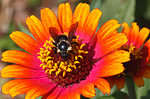 Cuckoo bee