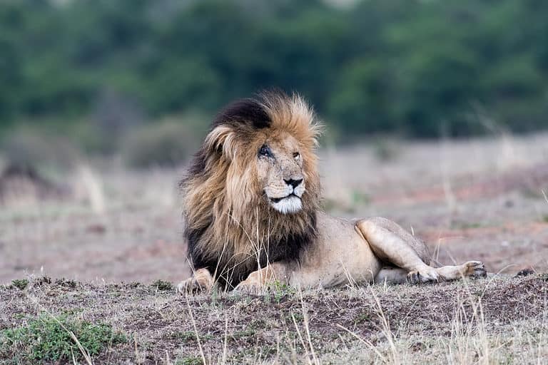 Scarface the lion lounging