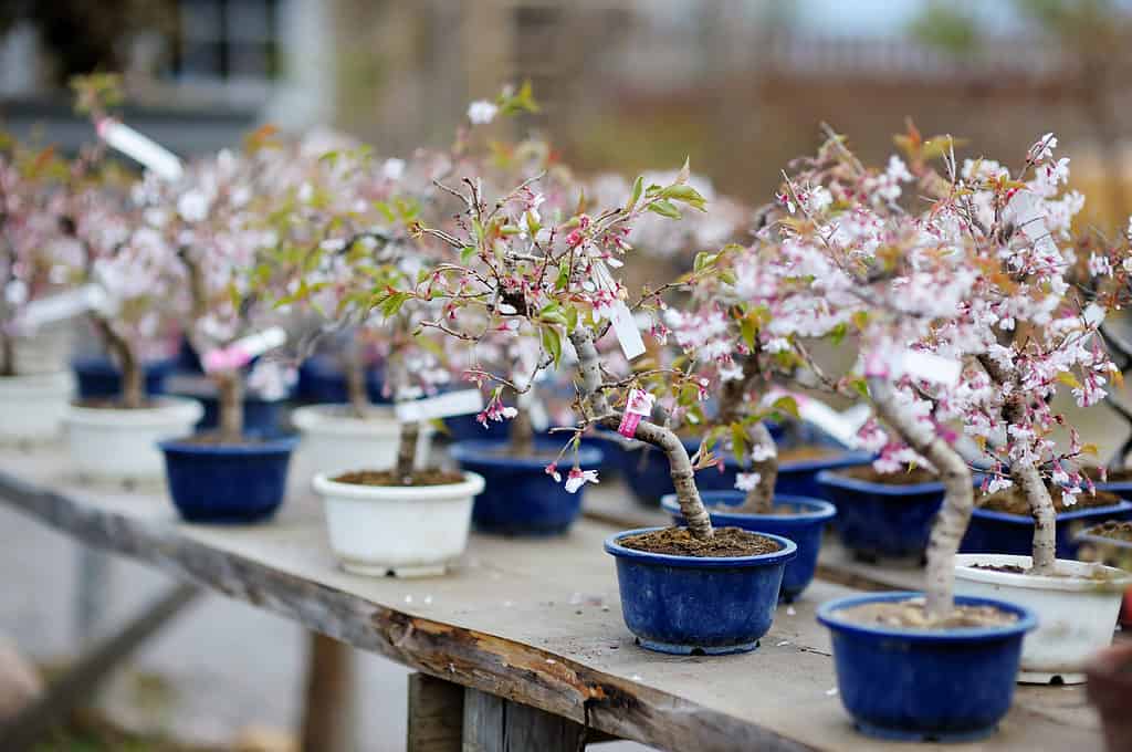 Rows of cherry blossom bonsai on a table