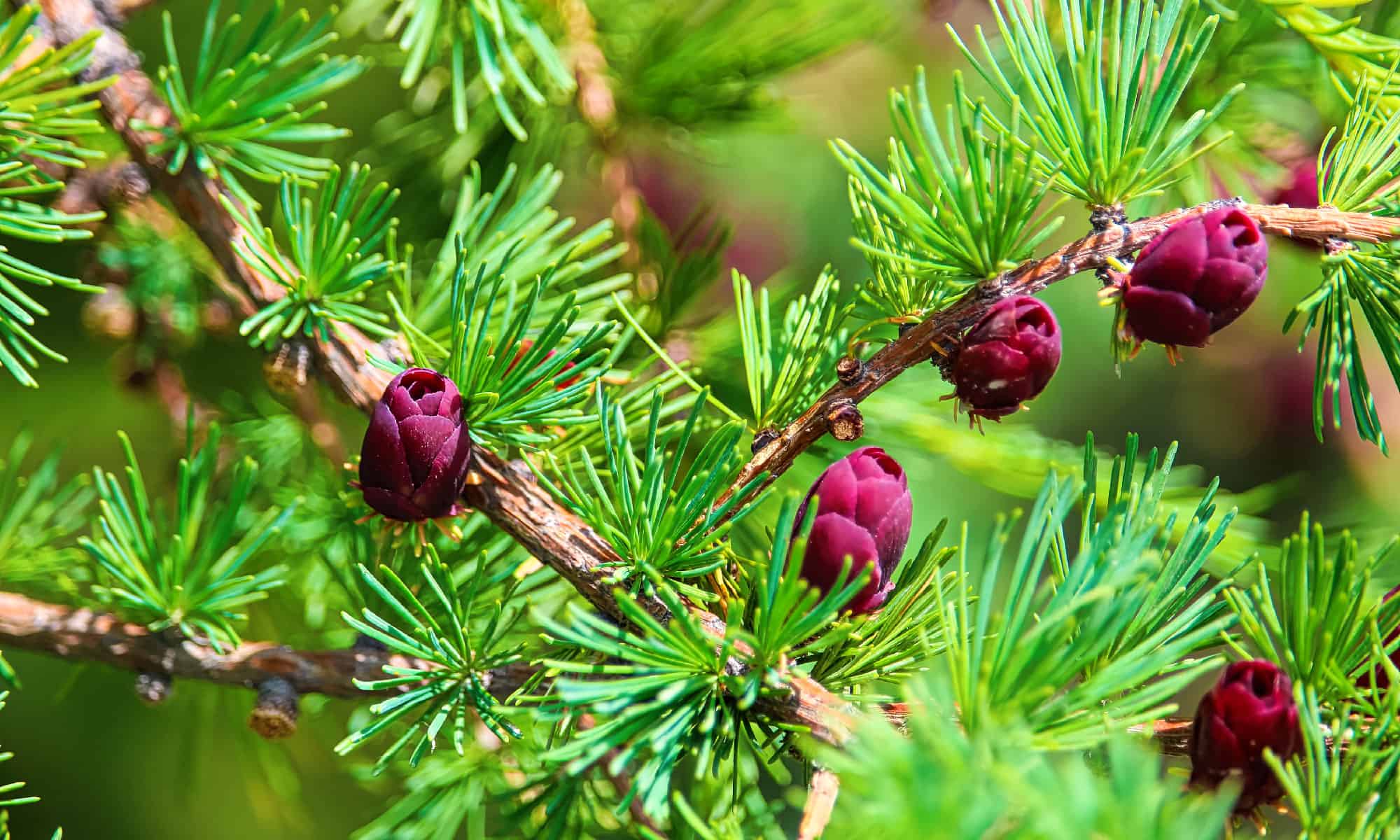 8 Native Plants in New York AZ Animals