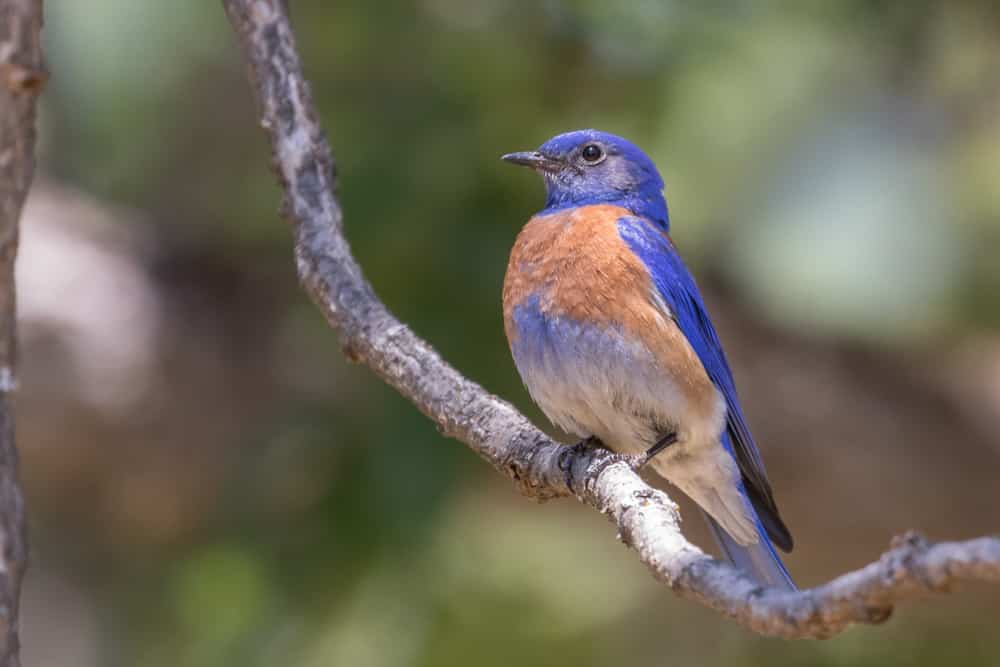 A Blue Bird with a Red or Orange Chest? - Avian Report