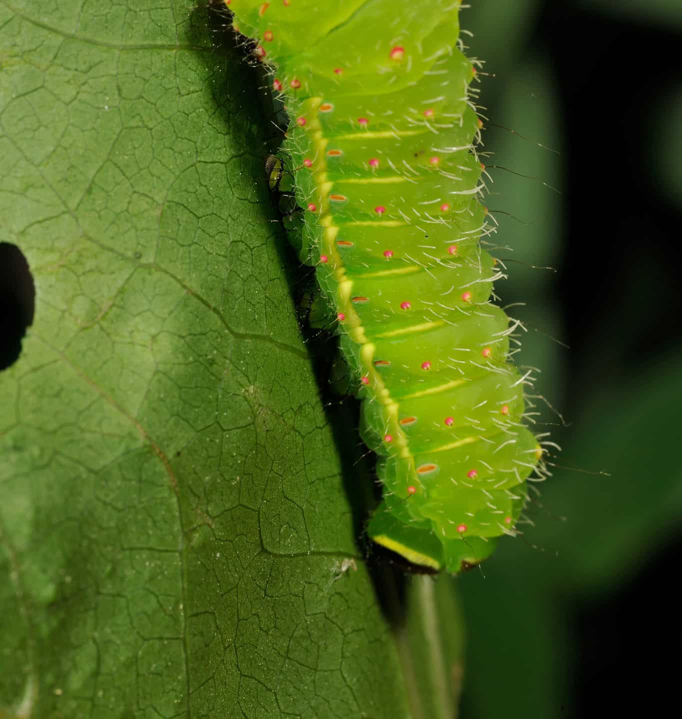 16 Caterpillars Found in New Jersey (5 Are Poisonous) AZ Animals