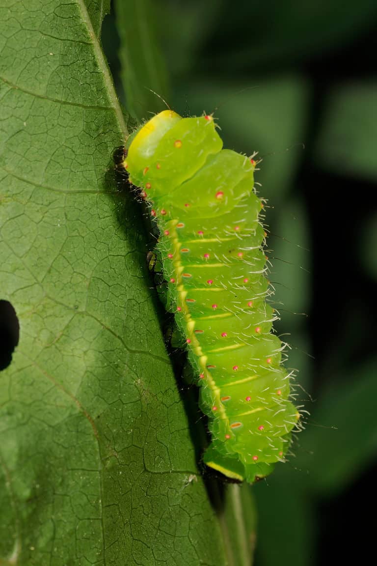 A bright green Luna Moth caterpillar crawling up green leaf. The caterpillar is vertical in the frame.