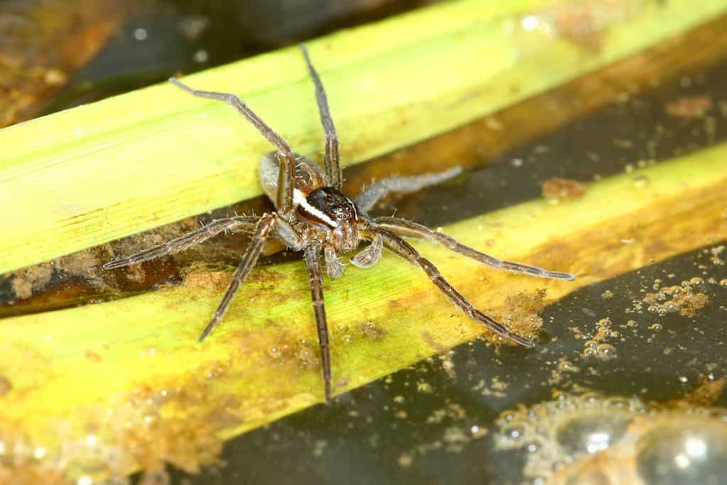 Fishing spider