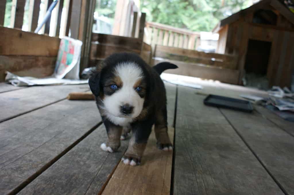 Bernesky puppy with blue eyes