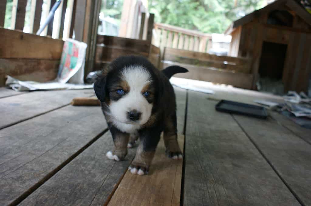 Bernese mountain dog hot sale and pitbull mix