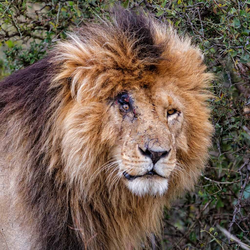 Meet Scarface The Most Notorious Lion To Ever Rule The Jungle   Shutterstock 785960119 1024x1024 