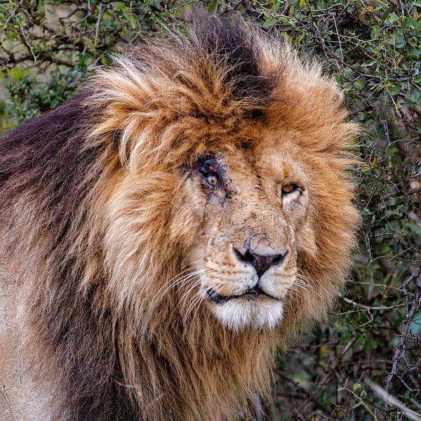 Meet 'Scarface' — The Most Notorious Lion to Ever Rule the Jungle - A-Z ...