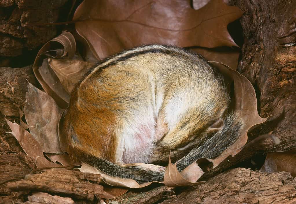 Eastern Chipmunk in Torpor