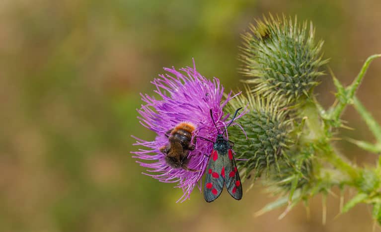 Six-spot Burnet moth - Zygaena filipendulae and Bombus rupestris cuckoo beeA thistle takes up the right part of the frame the majority of the thistle has already bloomed in is spiky green seed pods. However there is one blooming this hole which is magenta bright pink on which a red tailed cuckoo bumblebee is visible. The back of the bumblebee visible, and it’s primarily brown with a yellowish orange tail. To the right of the bee is a moth which is facing away from the camera its head is pointed toward the top of the frame and its wings are pointed toward the bottom of the frame. It’s wings are beautiful gray with bright red splotches. The background of the picture is unfocused greenery