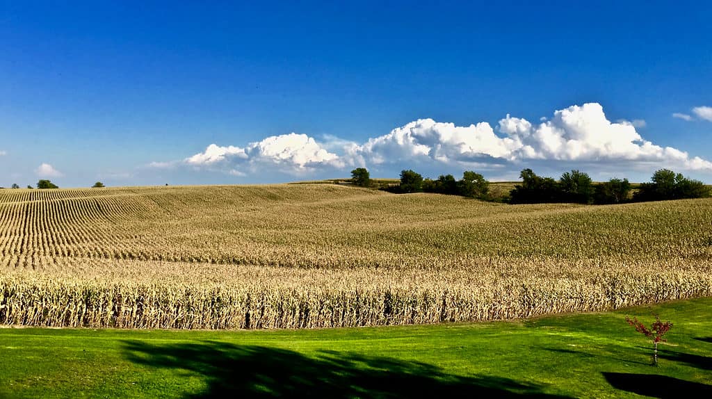 Iowa Landscape in Tama County