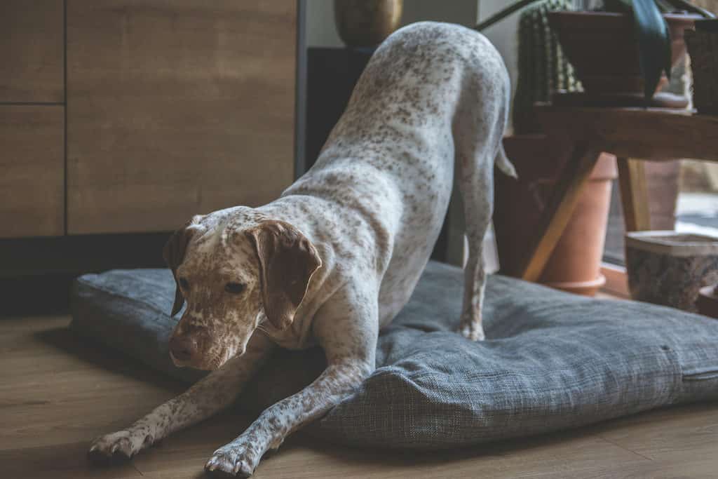 Braque du Bourbonnais stretching on its dog bed.