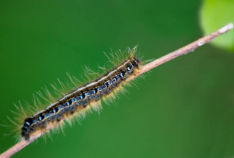 An eastern tent caterpillar, Malacosoma americanum, climbs up a stick in early summer with an empty green background
