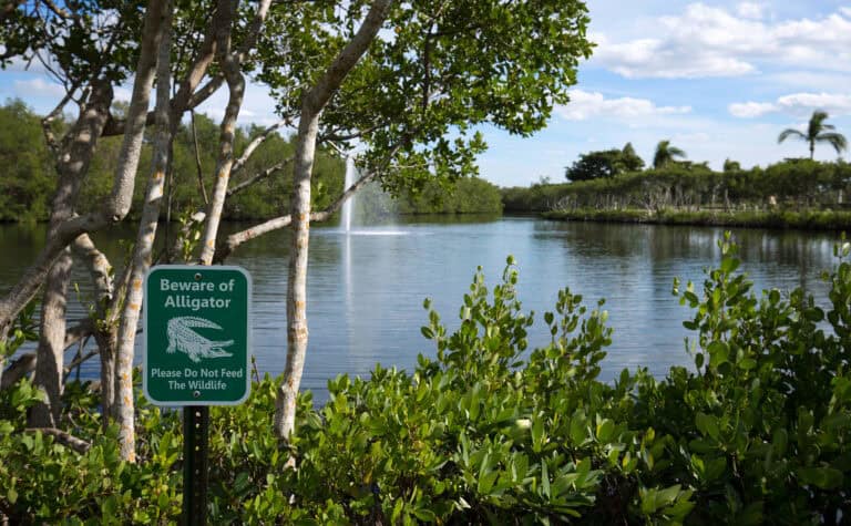 Florida is the unofficial home of alligators, and residents encounter these reptiles in golf courses, homes, and roads.