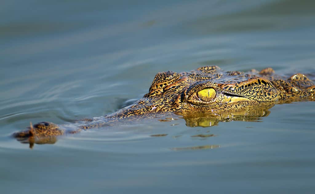 Nile crocodile staying just under the water surface