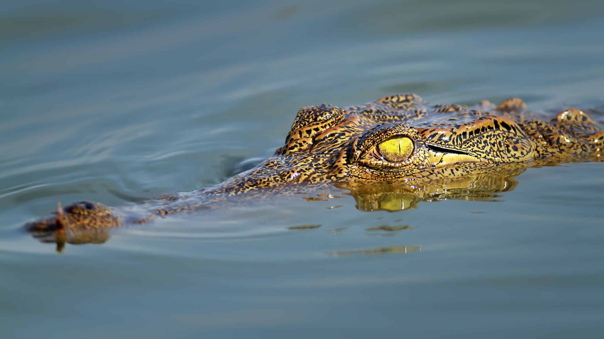 Nile crocodile staying just under the water surface