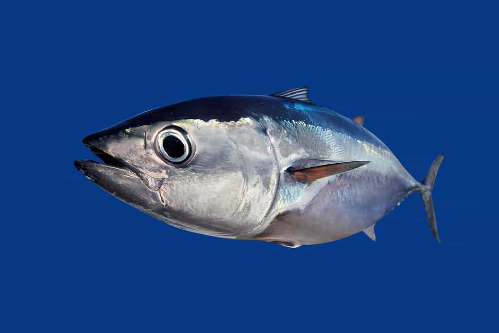 Beautiful Blackfin Tuna Isolated With Blue Background