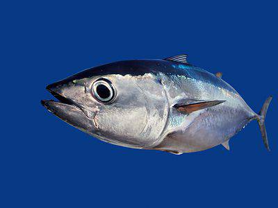 A Blackfin Tuna