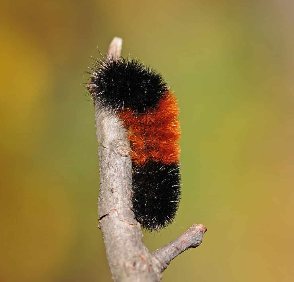 Macro of a dolly bear caterpillar on a stick. The caterpillar is vertical. It is covered in bristly hairs that are black on the top and bottom thirds, and rusty-orange in the center third. Against a marbled olive background, presumably out go focus nature.