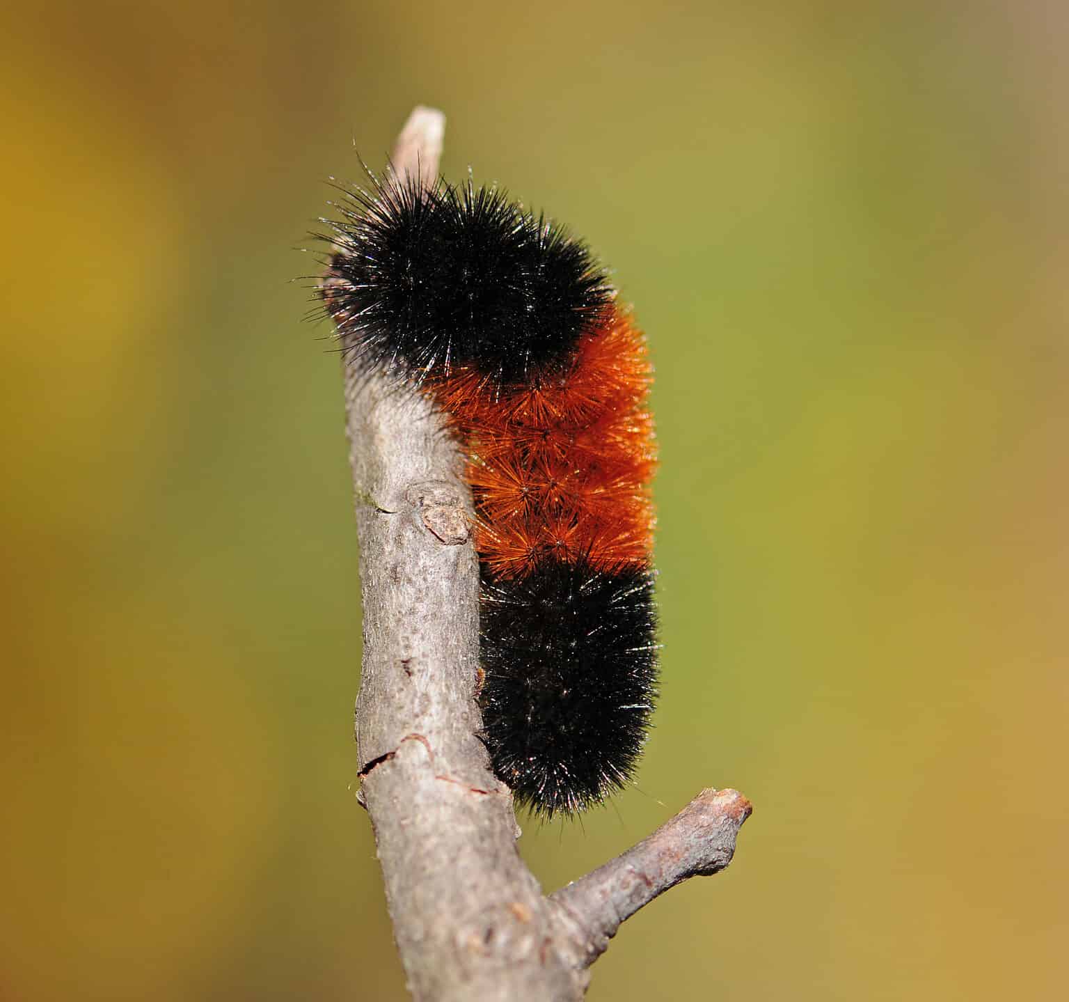 8 Black Caterpillars with Pictures and Identification