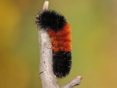 A Woolly Bear Caterpillar