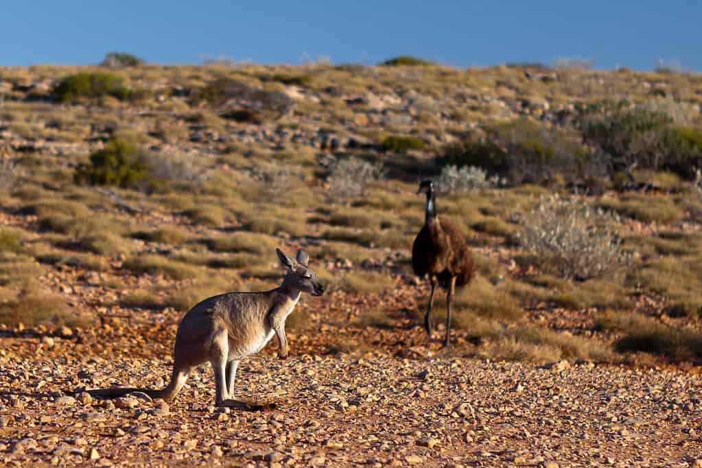 An emu and a kangaroo together in Australia