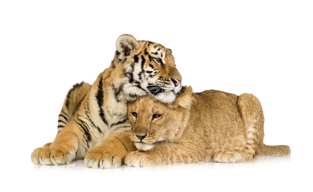 Tiger cub and lion cub