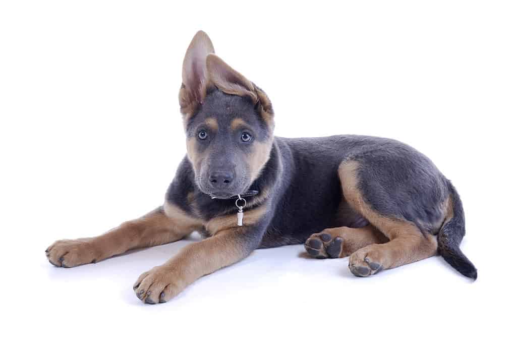 Siberian shepherd puppy