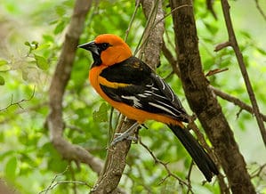 5 Birds That Look Like Orioles and How to Identify Each Picture