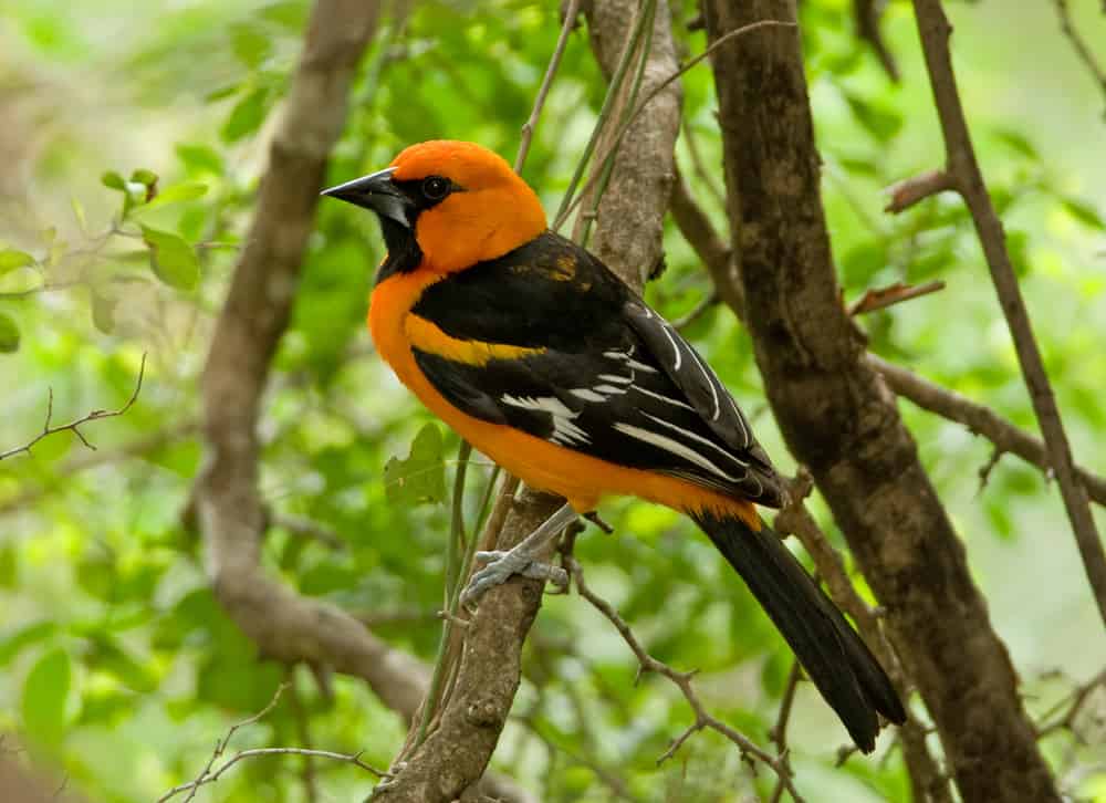 Birds: The many types of oriole have a tropical history