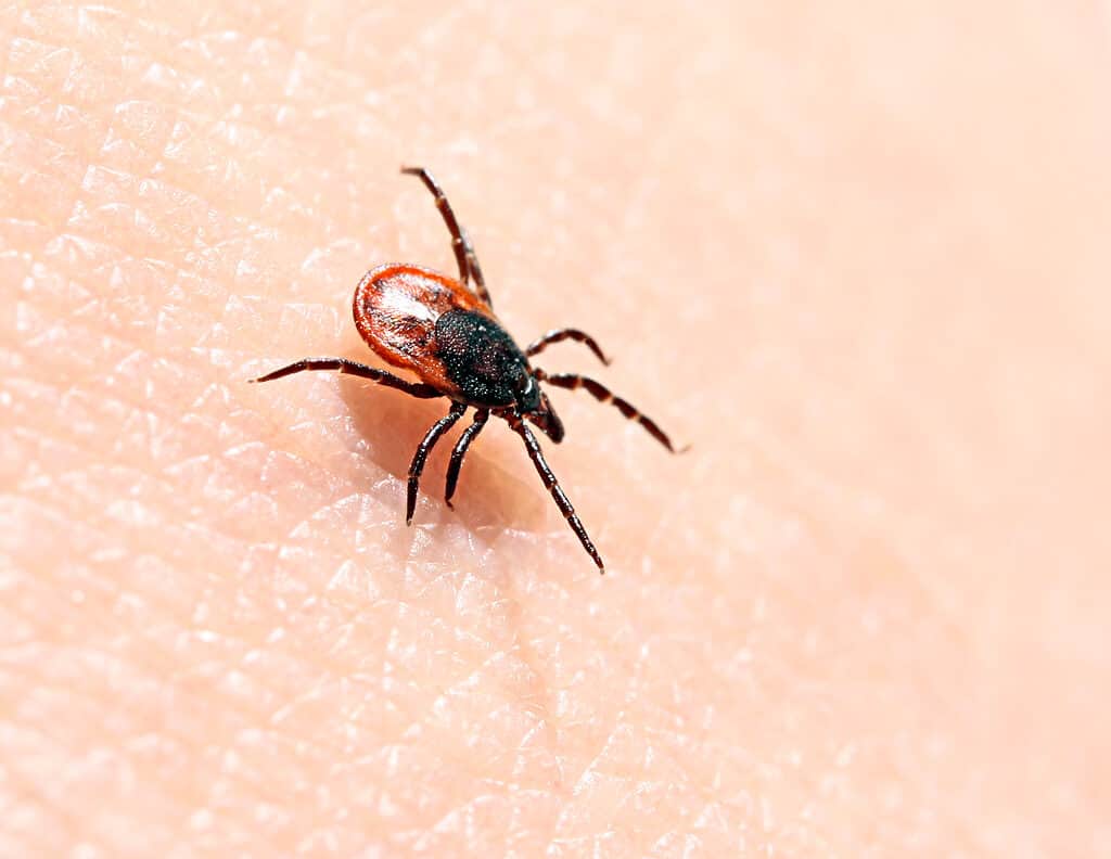 Blacklegged tick ditting on human skin getting ready to bite. 