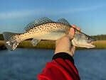 Spotted seatrout