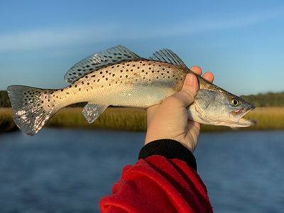 Fishing for Speckled Trout